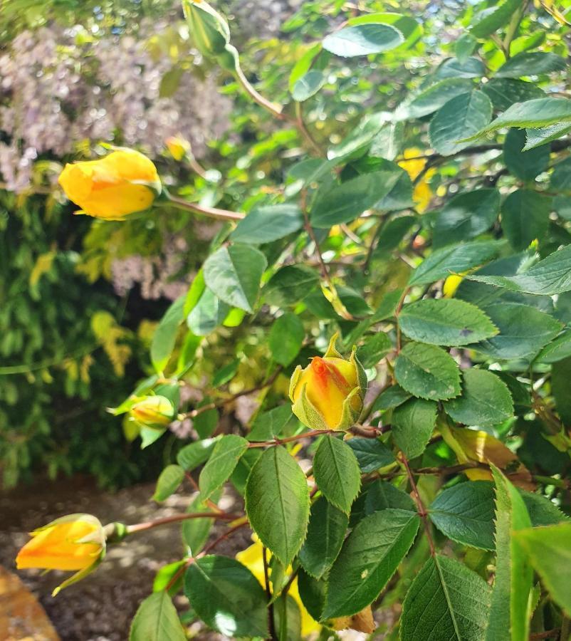Chambres Privees Dans Maison Avec Jardin-Proche Ldlc-Groupama Stadium-Eurexpo ヴォー・アン・ヴラン エクステリア 写真